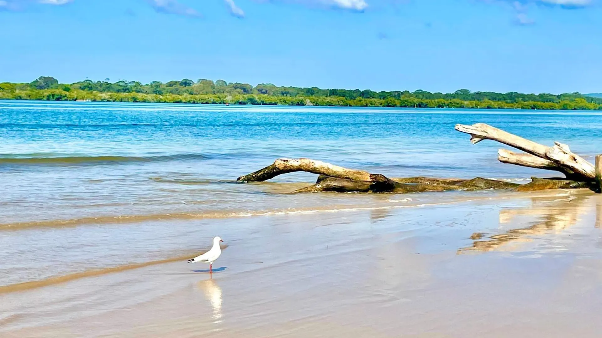 'Seaview' - Prime Location By Shaws Bay With Stunning Views, Pet Friendly Apartment East Ballina